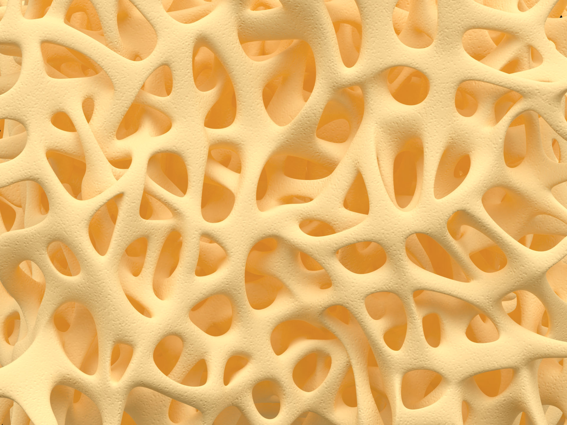 骨の海綿状構造